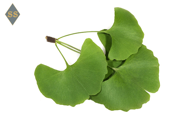 Листья гинкго билоба